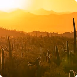 Sunset over desert landscape with silhouetted cacti against golden sky